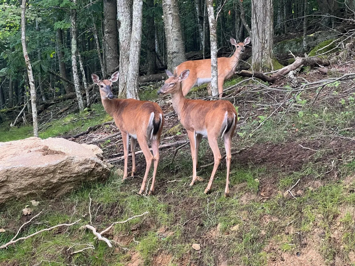 A serene exterior scene featuring a deer standing near a natural rock formation, surrounded by lush trees. The environment is tranquil and immersive, suggesting the presence of wildlife and opportunities for outdoor exploration directly from the property.